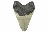 Fossil Megalodon Tooth - North Carolina #299065-2